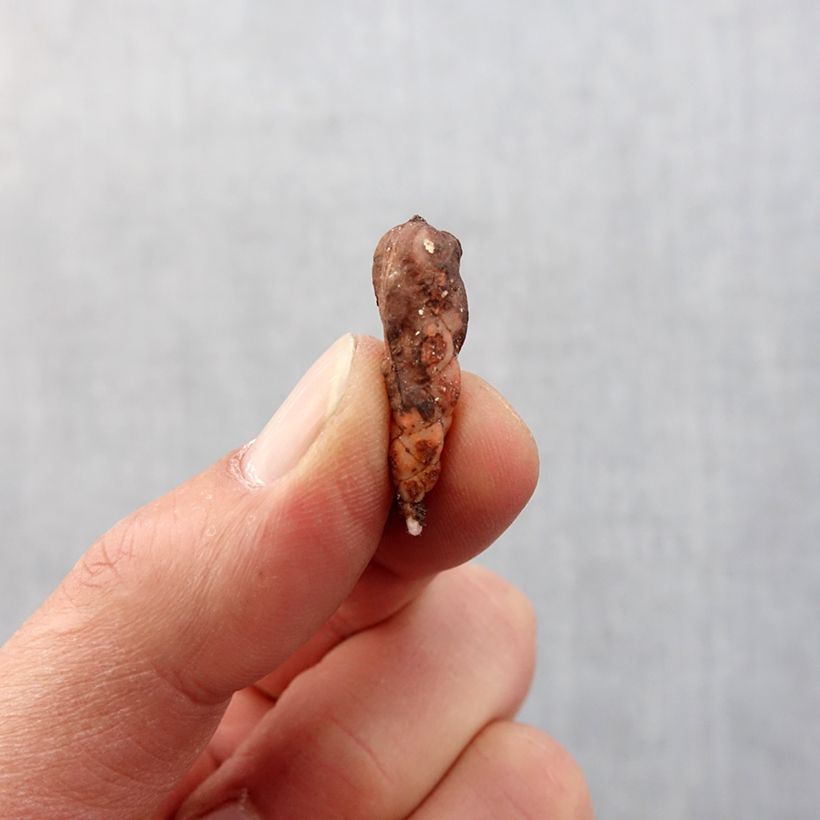 Example of Oxalis triangularis ssp.papilionacea Atropurpurea Bulbe calibre I as you get in printemps