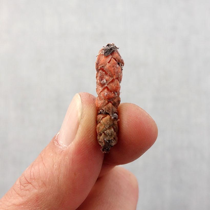 Spécimen de Oxalis triangularis ssp.papilionacea Bulbe calibre I tel que livré au printemps