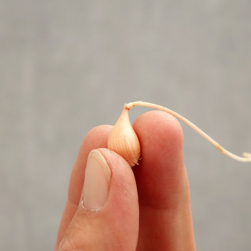 Example of Oxalis versicolor Autumn Pink Bulbe calibre I as you get in printemps