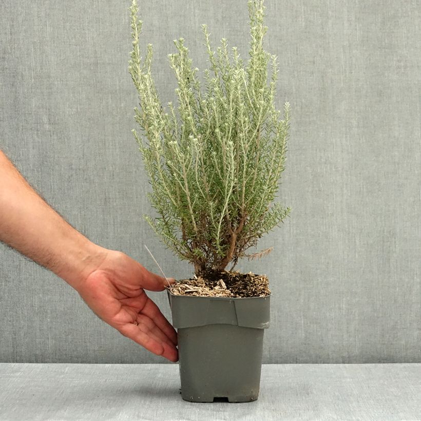 Spécimen de Ozothamnus rosmarinifolius Silver Jubilee - Fleur de riz à feuille de romarin Pot de 2L/3L tel que livré en été