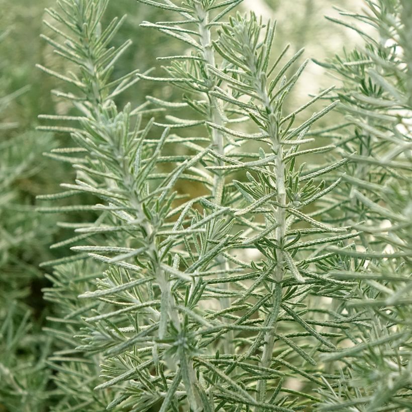 Ozothamnus rosmarinifolius Silver Jubilee - Fleur de riz à feuille de romarin (Foliage)