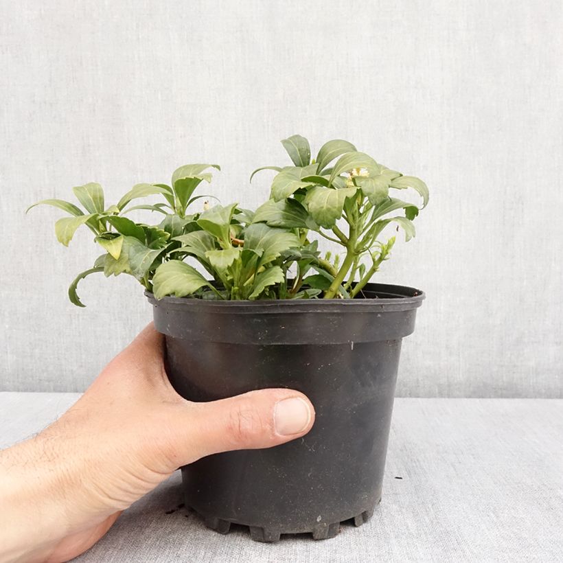 Example of Pachysandra terminalis Green Carpet Pot de 2L/3L as you get in printemps