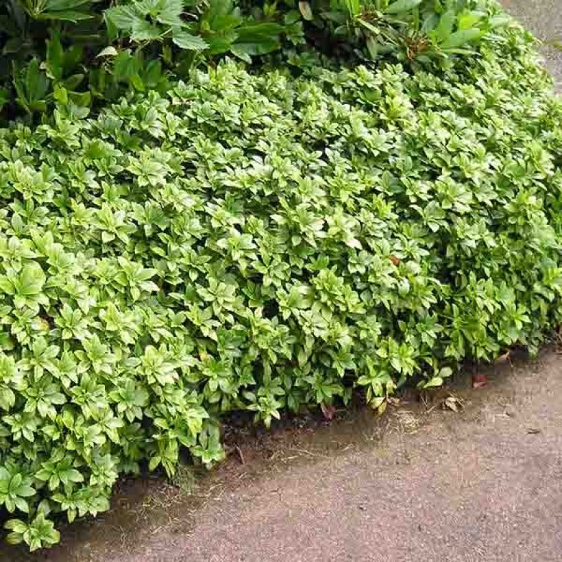 Pachysandra terminalis (Plant habit)