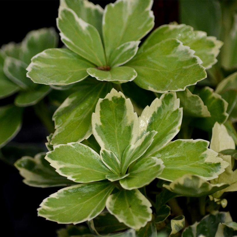 Pachysandra terminalis Variegata (Foliage)