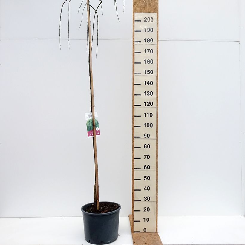Spécimen de Pagode japonaise - Sophora japonica Pendula Pot de 20L/25L tel que livré en automne