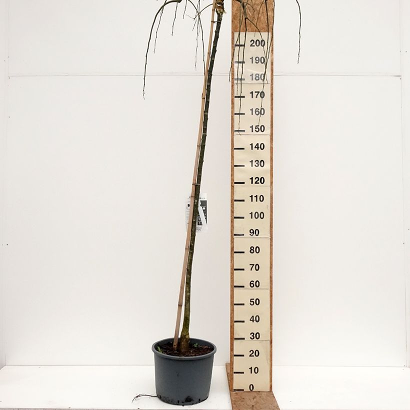 Example of Pagode japonaise - Sophora japonica Pendula Pot de 20L/25L as you get in hiver