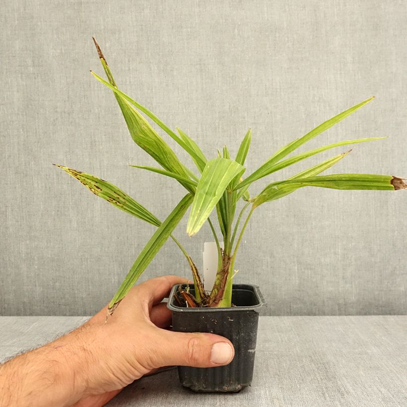 Spécimen de Palmier de Chine - Trachycarpus fortunei  Godet de 8/9 cm tel que livré en été