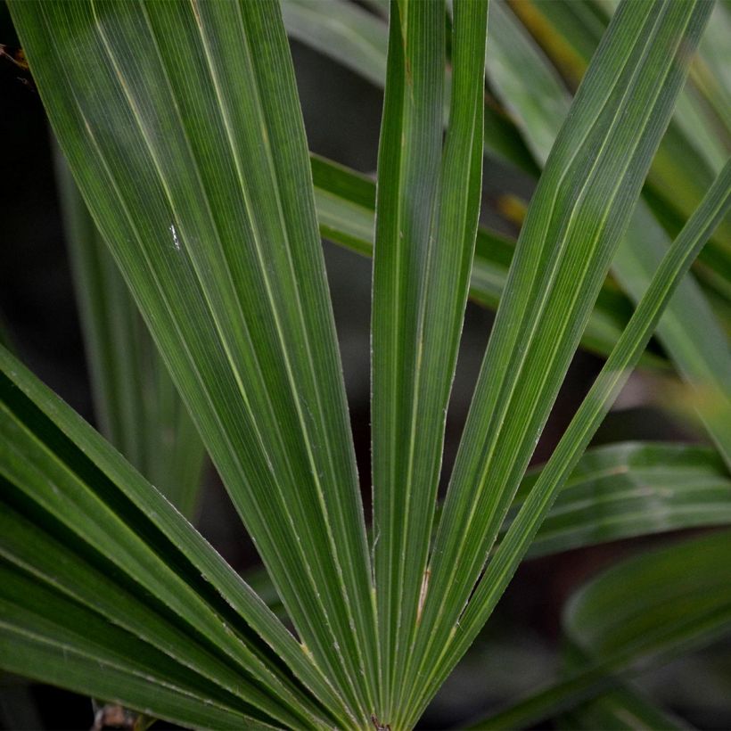 Palmier de Chine - Trachycarpus fortunei  (Foliage)