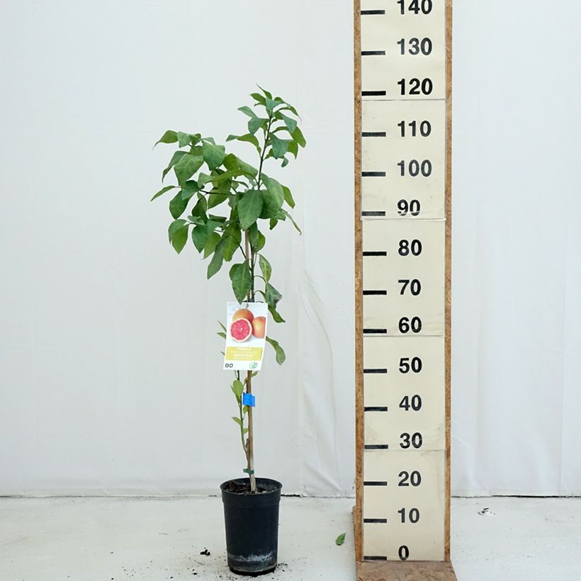 Spécimen de Pamplemousse (Pomelo) - Citrus (x) paradisi Pot de 7,5L/10L, Demi-Tige tel que livré en automne