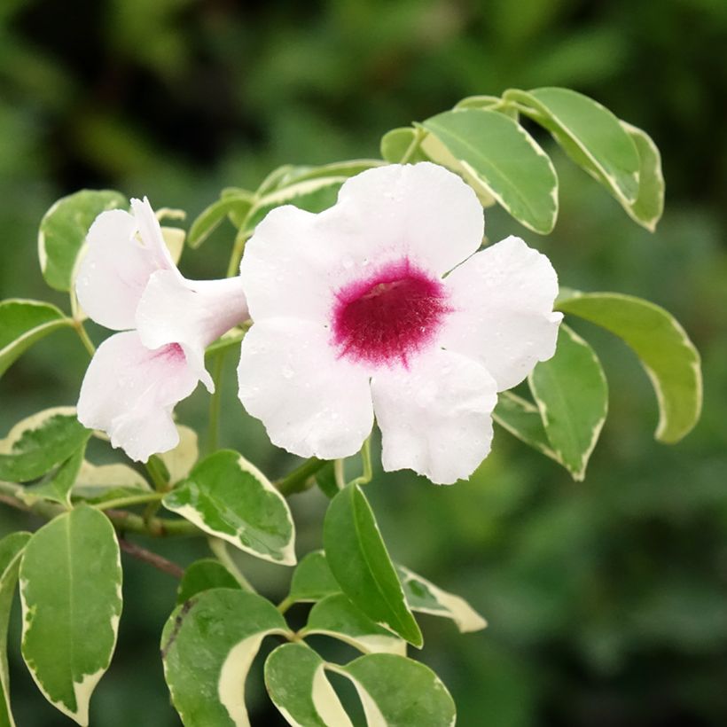Pandorea jasminoides Variegata - Bignone faux jasmin  (Floraison)