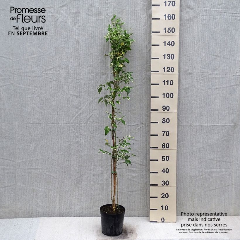 Spécimen de Pandorea jasminoides Variegata - Bignone faux jasmin  Pot de 3L/4L tel que livré en automne