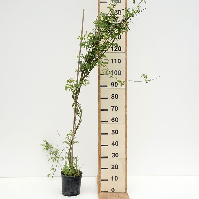 Spécimen de Pandorea jasminoides Variegata - Bignone faux jasmin  Pot de 3L/4L tel que livré en été