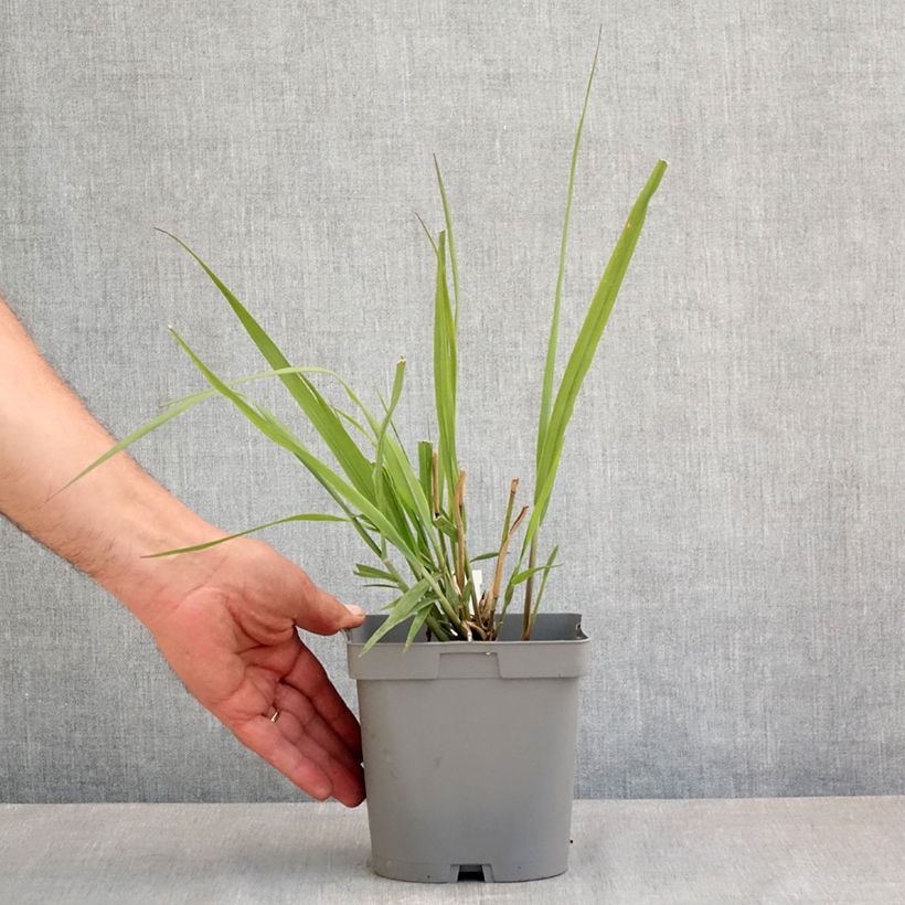 Example of Panic érigé - Panicum virgatum Dallas Blues  Pot de 2L/3L as you get in printemps