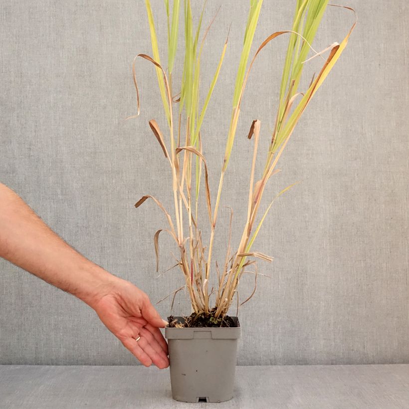 Spécimen de Panic érigé - Panicum virgatum Dallas Blues  Pot de 2L/3L tel que livré en été