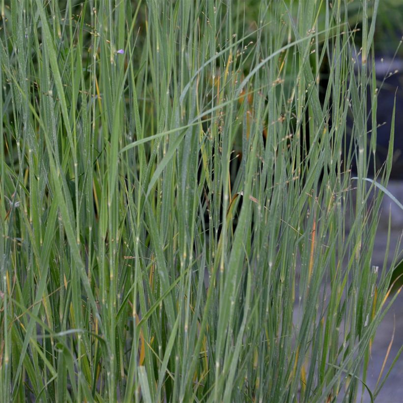 Panic érigé - Panicum virgatum Heavy Métal (Foliage)