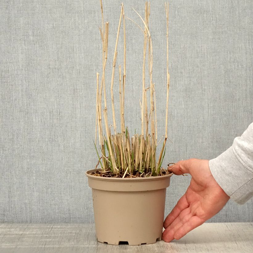 Example of Panic érigé - Panicum virgatum Northwind  Pot de 2L/3L as you get in printemps