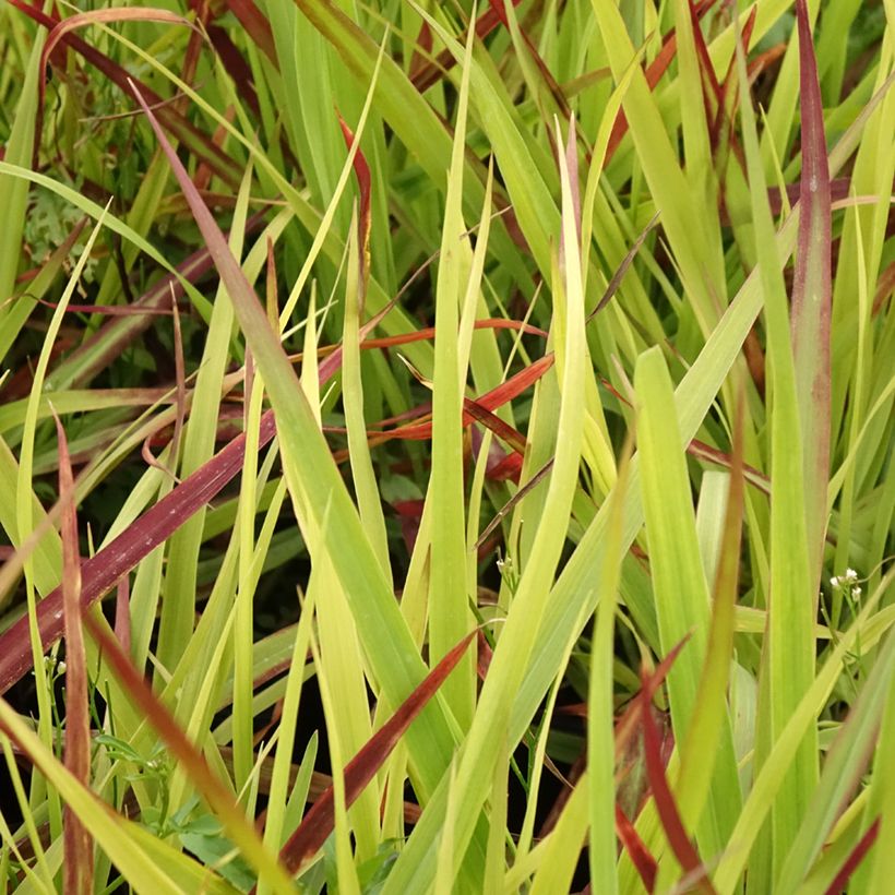 Panic érigé - Panicum virgatum Oxblood Autumn (Foliage)