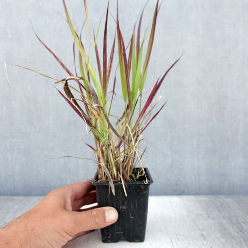 Spécimen de Panic érigé - Panicum virgatum Oxblood Autumn Godet de 8/9 cm tel que livré en été