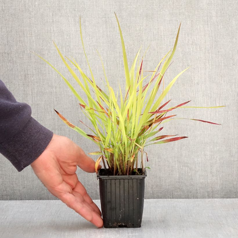 Example of Panic érigé - Panicum virgatum Oxblood Autumn Godet de 8/9 cm as you get in printemps