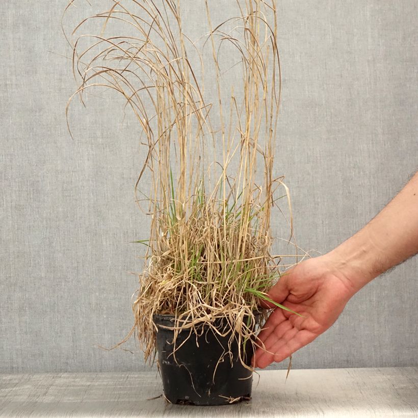 Example of Panic érigé - Panicum virgatum Prairie Sky Pot de 2L/3L as you get in printemps