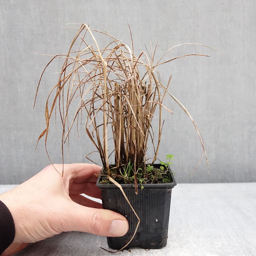 Example of Panic érigé - Panicum virgatum Purple Tears Godet de 8/9 cm as you get in hiver