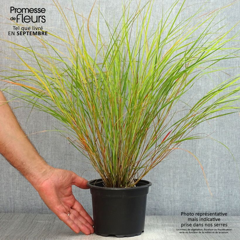 Spécimen de Panic érigé - Panicum virgatum Rehbraun Pot de 2L/3L tel que livré en été