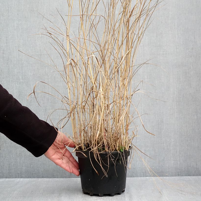Spécimen de Panic érigé - Panicum virgatum Rehbraun Pot de 2L/3L tel que livré en automne