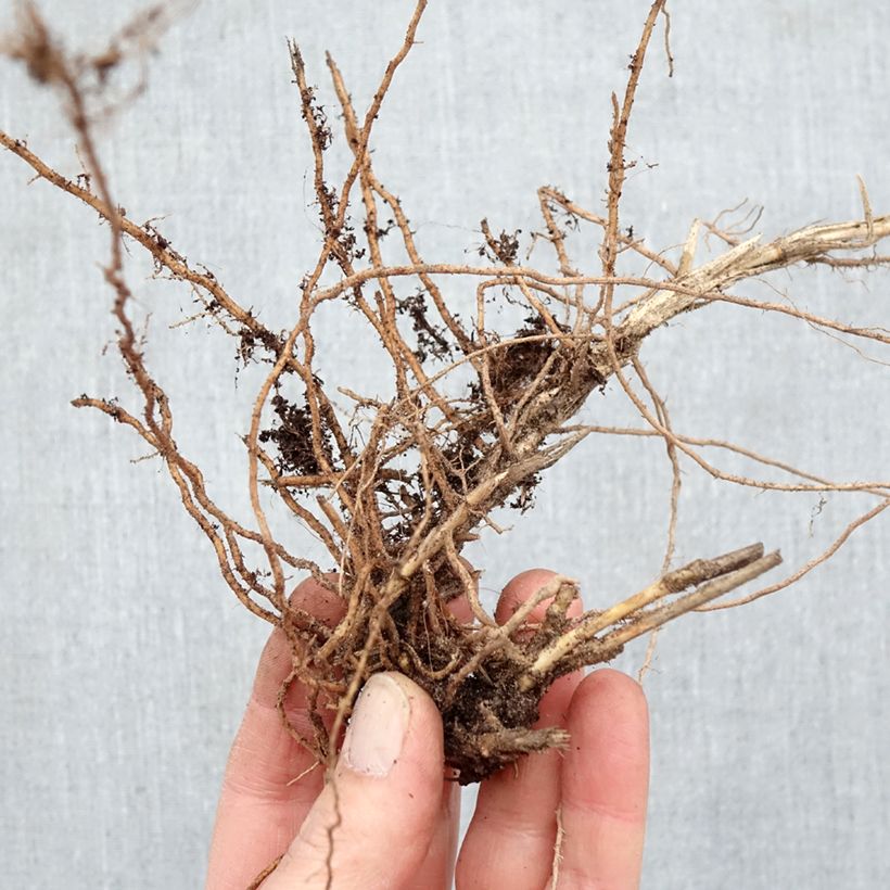 Spécimen de Panic érigé - Panicum virgatum Sangria Racines nues tel que livré en hiver