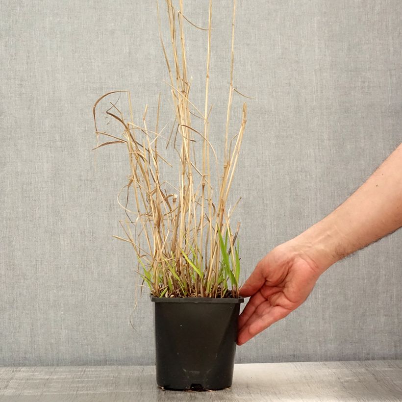 Example of Panicum virgatum Squaw - Panic érigé  Pot de 2L/3L as you get in printemps