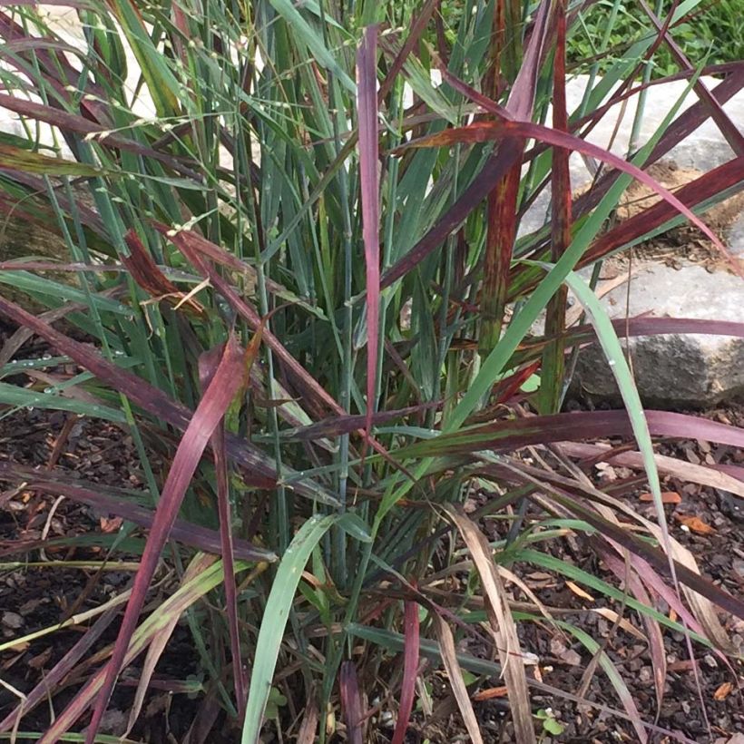 Panic érigé - Panicum virgatum Hot Rod (Foliage)