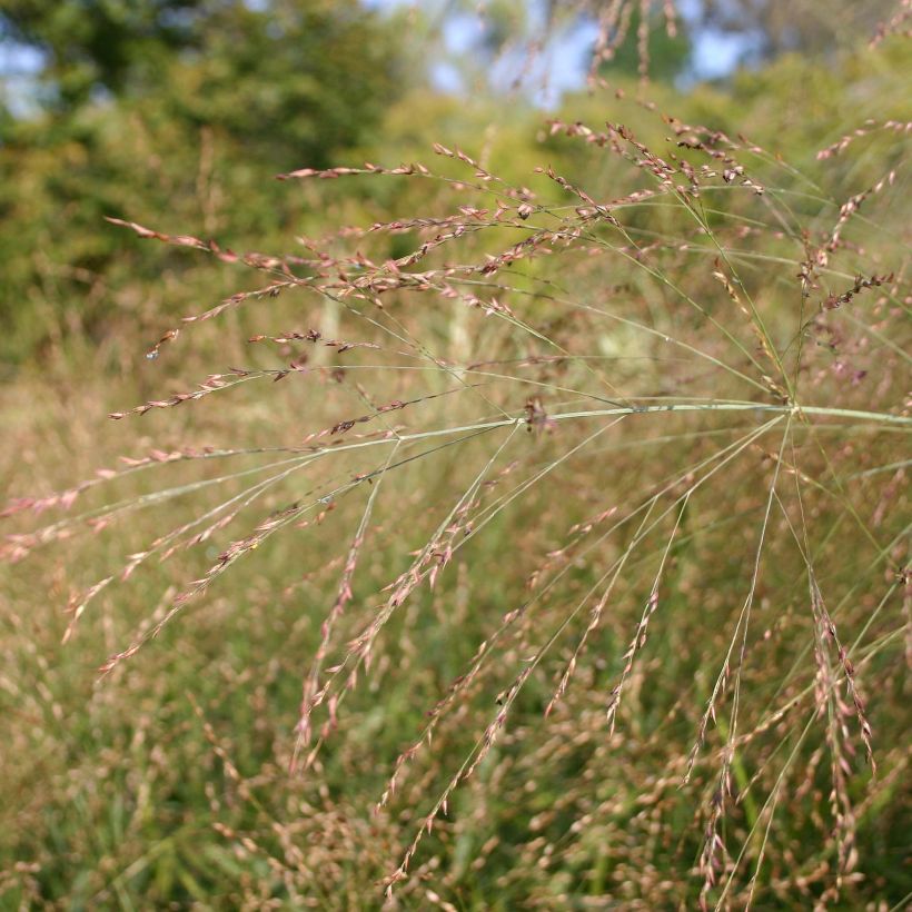 Panic érigé - Panicum virgatum Rehbraun (Flowering)