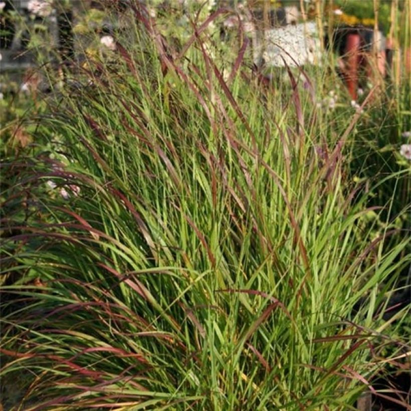 Panic érigé, Panicum virgatum Rotstrahlbusch (Foliage)