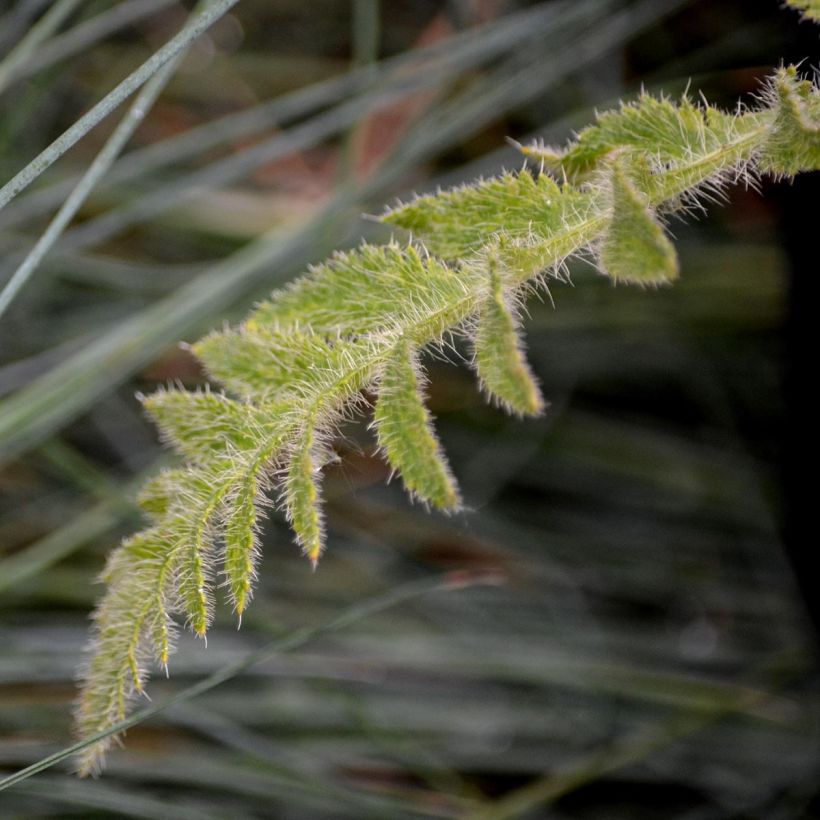 Pavot d'Orient Manhattan - Papaver orientale (Foliage)