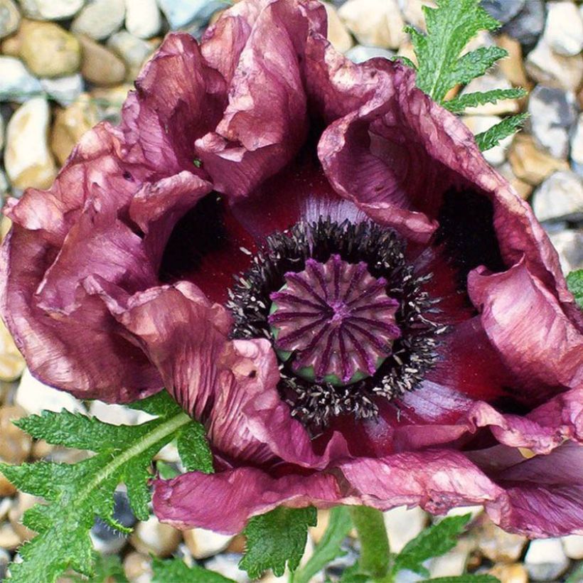 Pavot d'Orient Patty's Plum - Papaver orientale (Flowering)