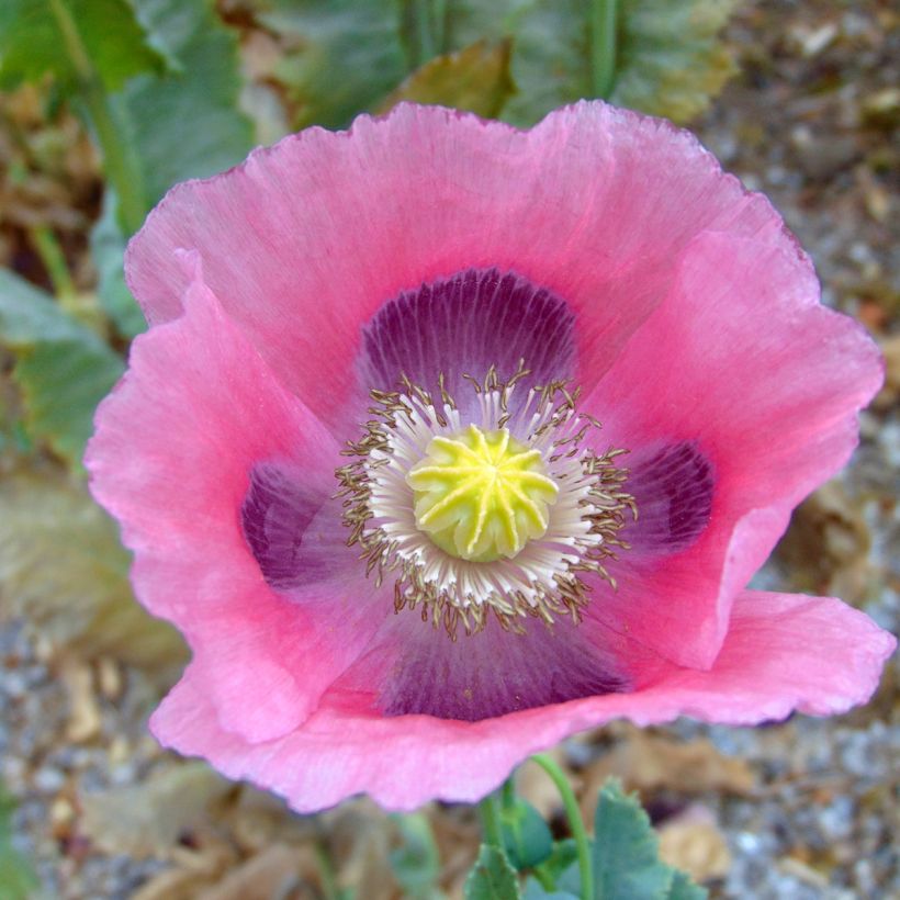 Graines de Pavot - Papaver somniferum nigrum (Flowering)