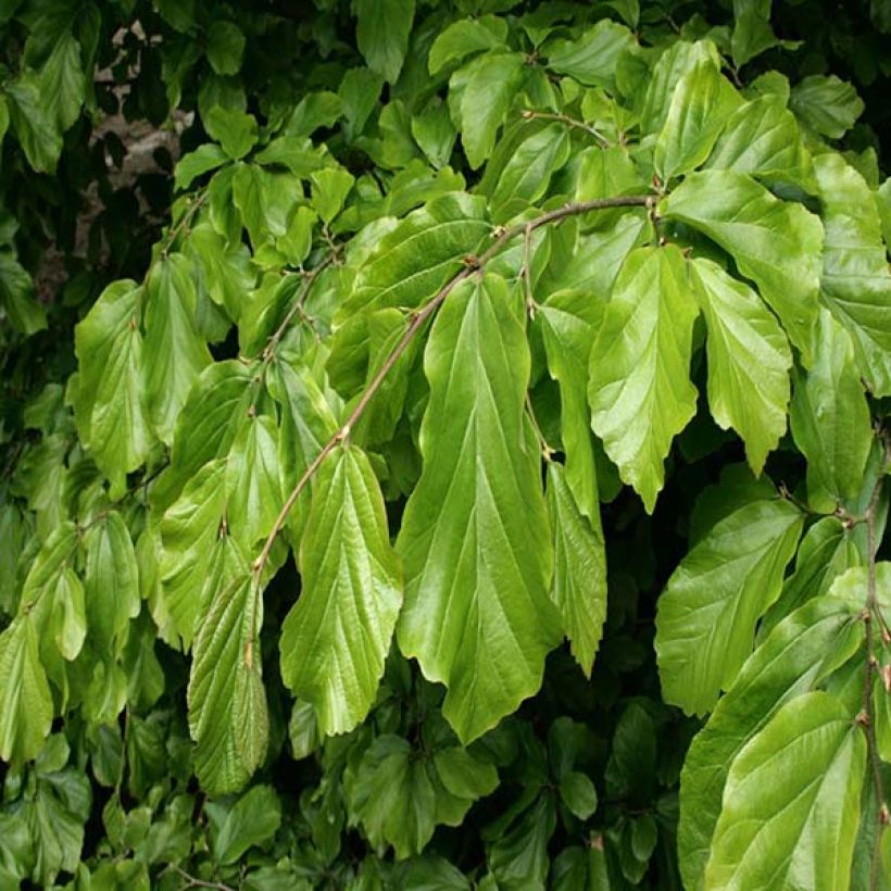 Arbre de fer - Parrotia persica (Foliage)