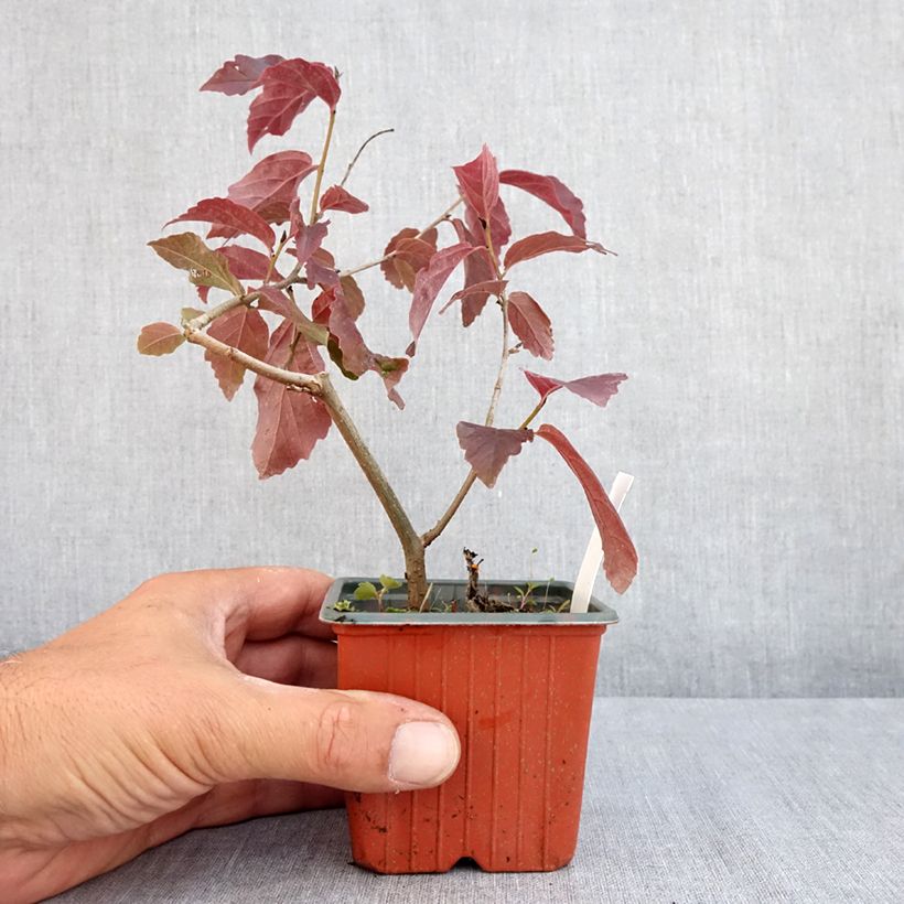 Spécimen de Parrotia persica Bella - Arbre de fer Godet de 8/9 cm tel que livré en été