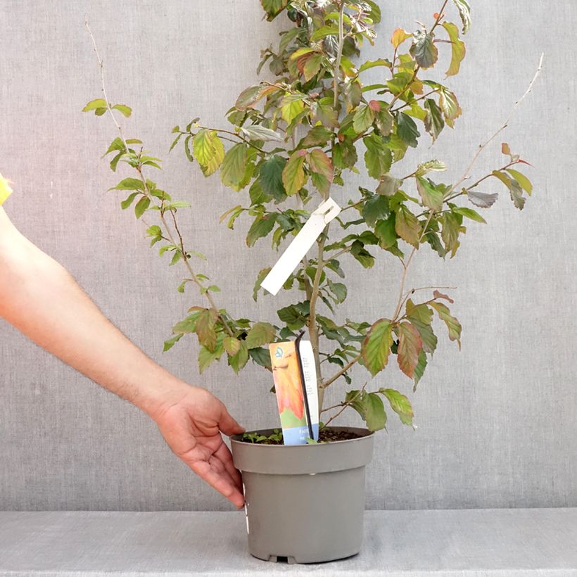 Example of Parrotia persica Burgundy - Arbre de fer Pot de 4L/5L as you get in printemps