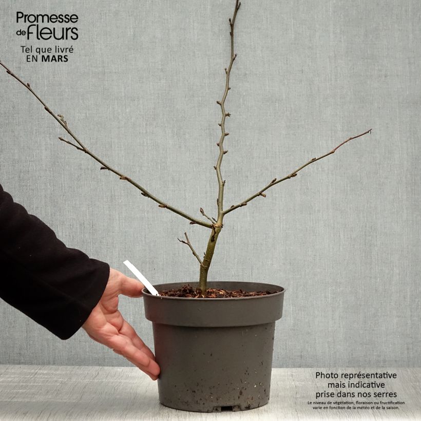 Spécimen de Parrotia persica Vanessa - Arbre de fer Pot de 4L/5L tel que livré au printemps