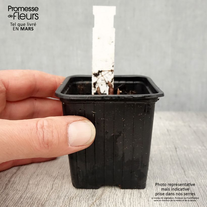 Example of Parthenium integrifolium - Quinine sauvage Godet de 8/9 cm as you get in printemps