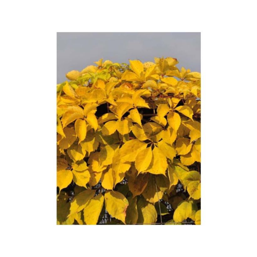 Vigne vierge - Parthenocissus quinquefolia Yellow Wall (Foliage)