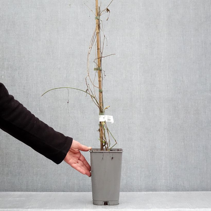 Example of Passiflora citrina - Fleur de la passion Pot de 3L/4L as you get in printemps