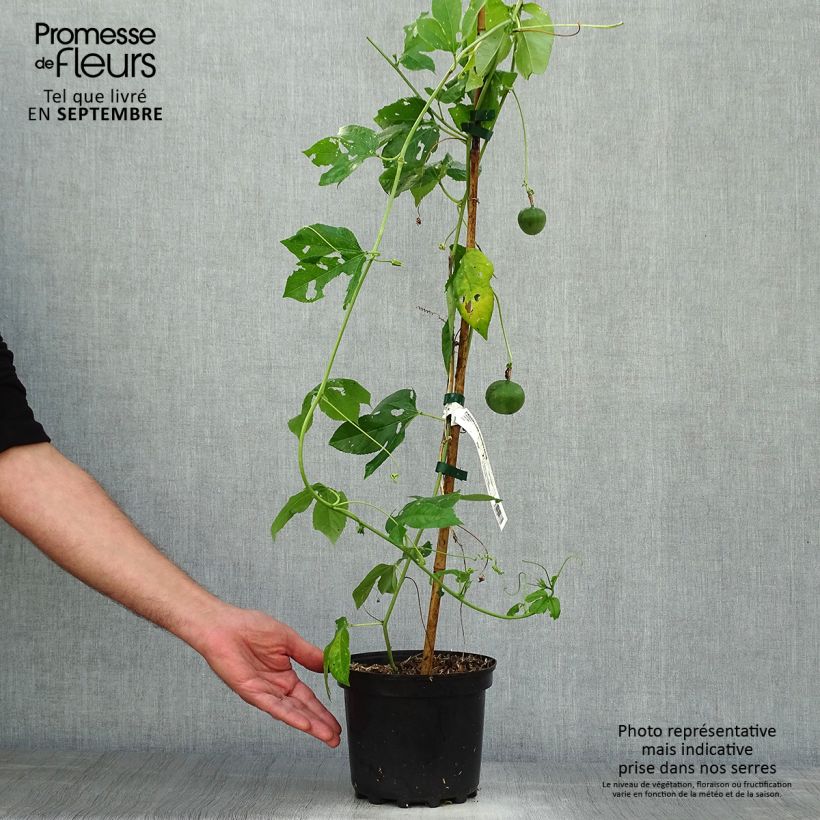 Spécimen de Passiflora incarnata - Passiflore officinale Pot de 2L/3L tel que livré en automne