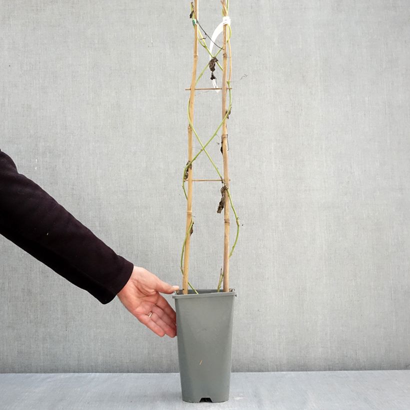 Example of Passiflore Eia popeia - Passiflora (x) incarnata Pot de 1L/1,5L as you get in automne