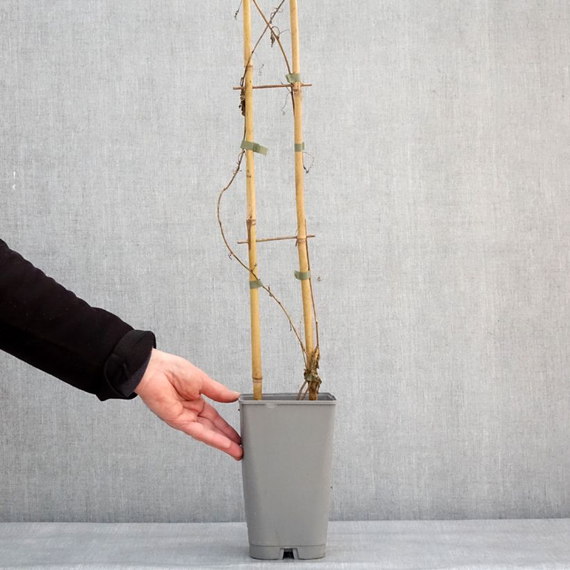 Example of Passiflore Eia popeia - Passiflora (x) incarnata Pot de 2L/3L as you get in hiver