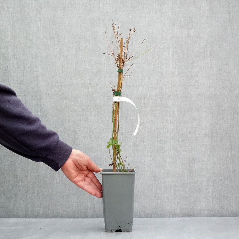 Spécimen de Passiflore Fata Confetto - Passiflora x incarnata Pot de 1,5L/2L tel que livré au printemps