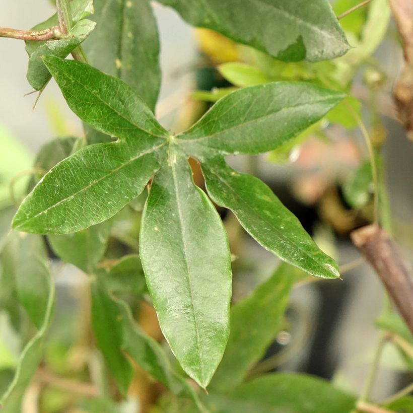 Passiflore, Fleur de la passion - Passiflora caerulea Clear Sky (Foliage)