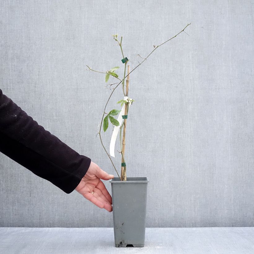 Example of Passiflore, Fleur de la passion - Passiflora caerulea Clear Sky Pot de 1,5L/2L as you get in hiver