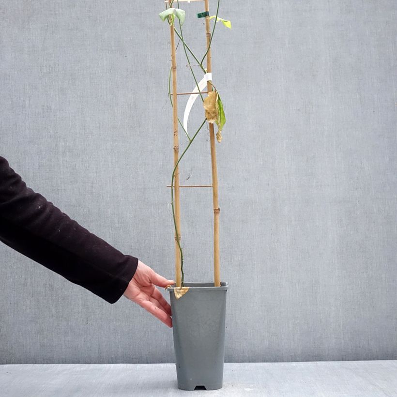 Spécimen de Passiflore Incense - Fleur de la Passion Pot de 2L/3L tel que livré en hiver