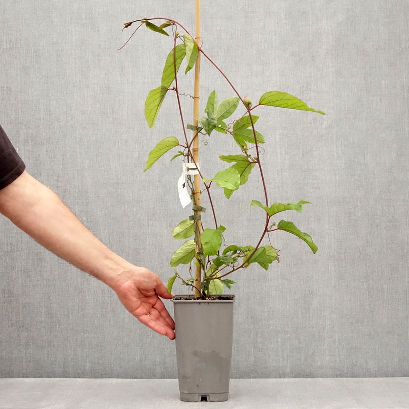 Spécimen de Passiflore - Passiflora Impératrice Eugénie Pot de 3L/4L tel que livré au printemps